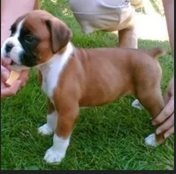 regalo CUCCIOLI DI BOXER per adozione | Foto 4