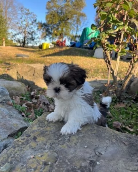 Bellissima cucciolata di cuccioli di shih tzu in adozione | Foto 2