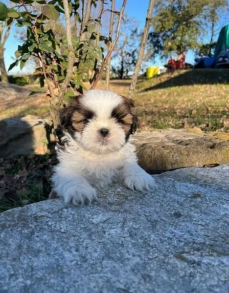 Bellissima cucciolata di cuccioli di shih tzu in adozione