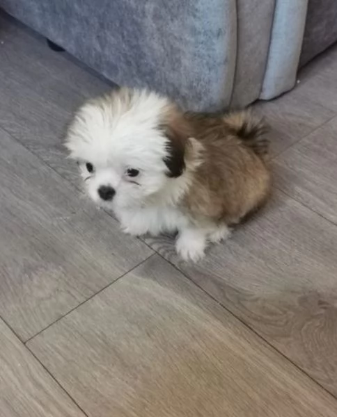 Bellissima cucciolata di cuccioli di shih tzu in adozione | Foto 4