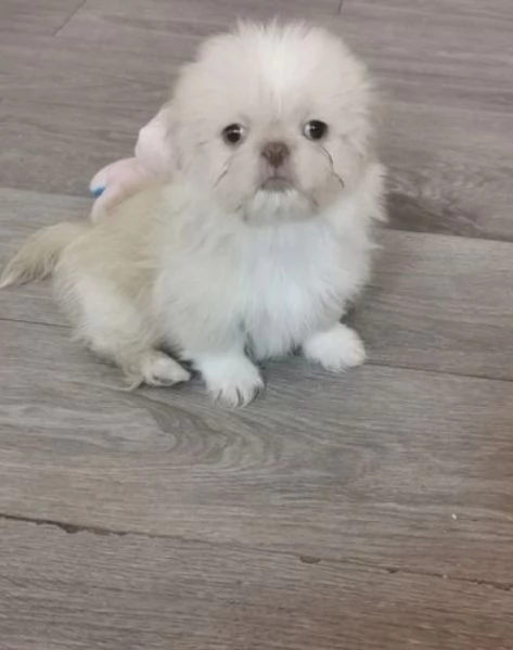 Bellissima cucciolata di cuccioli di shih tzu in adozione | Foto 2