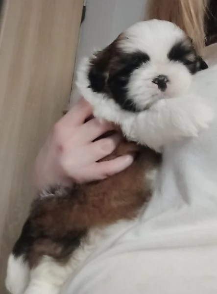 Bellissima cucciolata di cuccioli di shih tzu in adozione | Foto 1