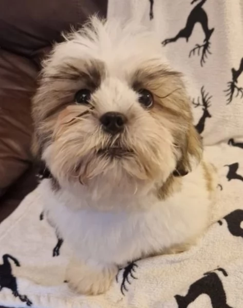 Bellissima cucciolata di cuccioli di shih tzu in adozione | Foto 3