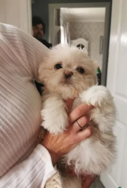 Bellissima cucciolata di cuccioli di shih tzu in adozione | Foto 0