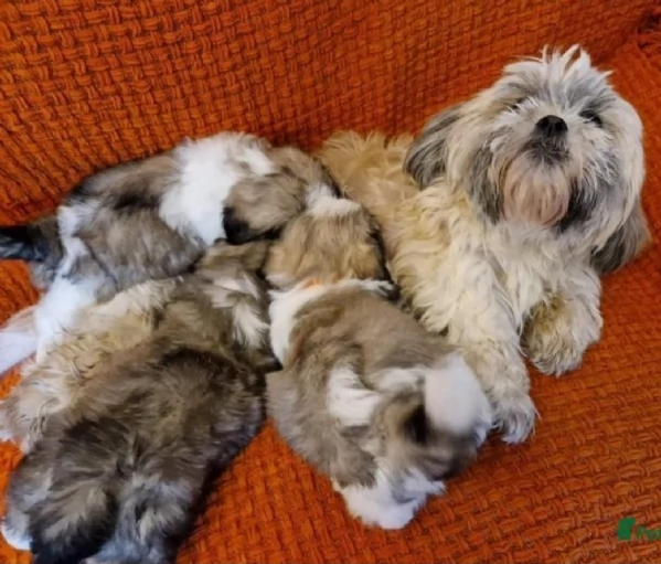 Bellissima cucciolata di cuccioli di shih tzu in adozione | Foto 5