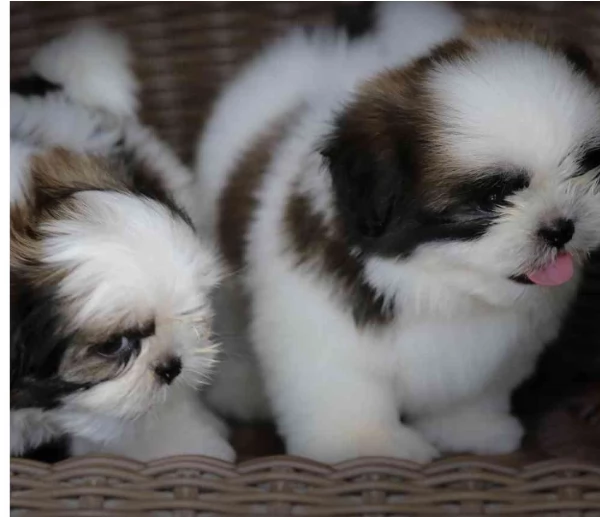 Bellissima cucciolata di cuccioli di shih tzu in adozione | Foto 1