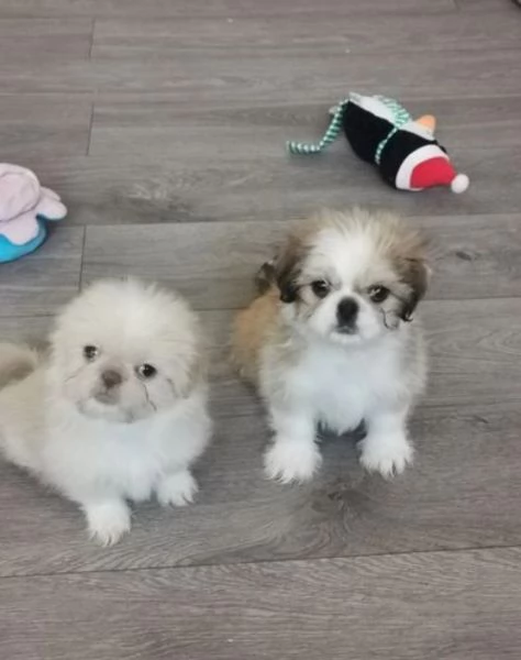 Bellissima cucciolata di cuccioli di shih tzu in adozione | Foto 3