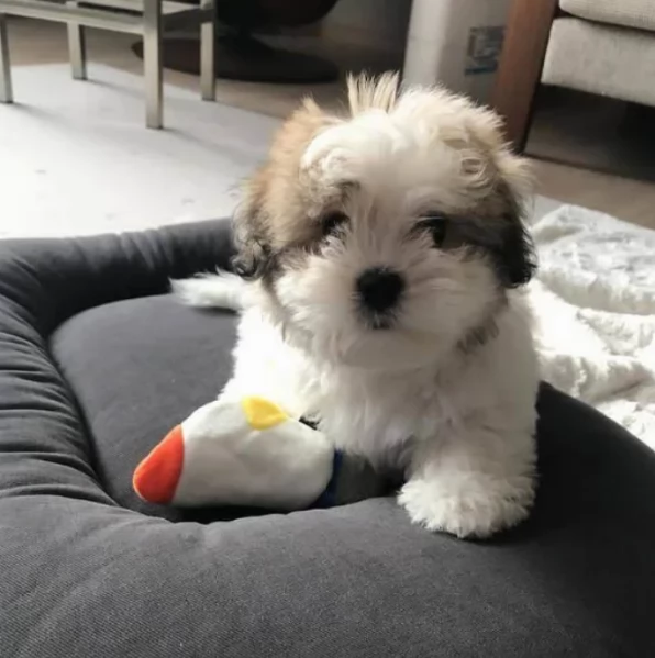 Bellissima cucciolata di cuccioli di shih tzu in adozione | Foto 3