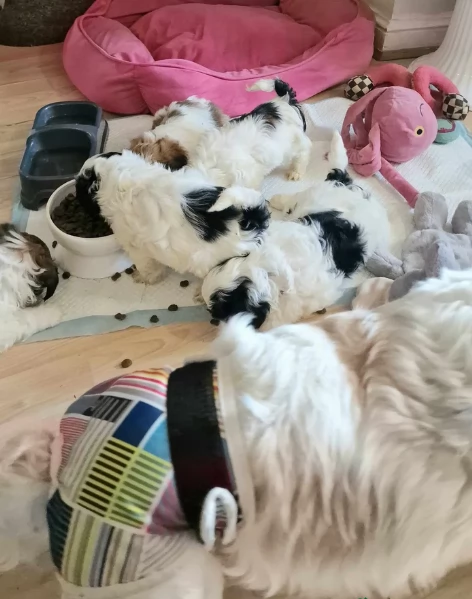 Bellissima cucciolata di cuccioli di shih tzu in adozione | Foto 2