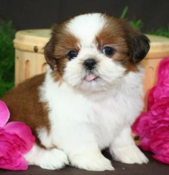 Bellissima cucciolata di cuccioli di shih tzu in adozione | Foto 5