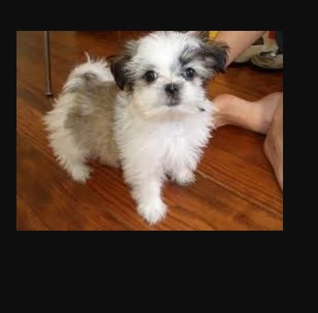 Bellissima cucciolata di cuccioli di shih tzu in adozione | Foto 0