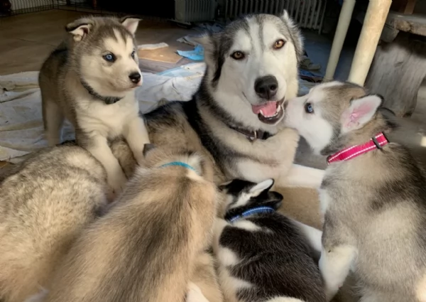CUCCIOLI DI SIBERIAN HUSKY ALLEVATI CON AMORE per adozione