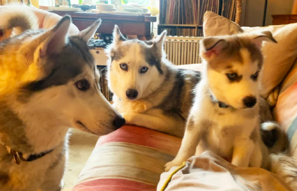 CUCCIOLI DI SIBERIAN HUSKY ALLEVATI CON AMORE per adozione | Foto 0
