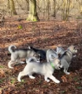 CUCCIOLI DI SIBERIAN HUSKY ALLEVATI CON AMORE per adozione