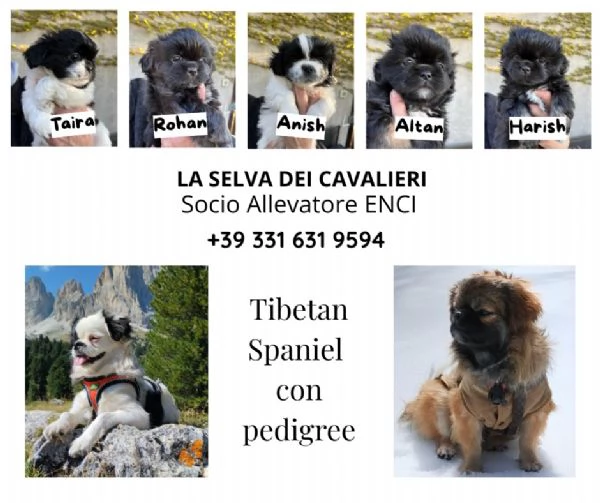 vendo Cuccioli Tibetan Spaniel | Foto 1