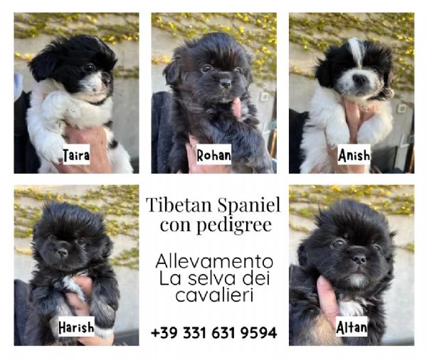 vendo Cuccioli Tibetan Spaniel
