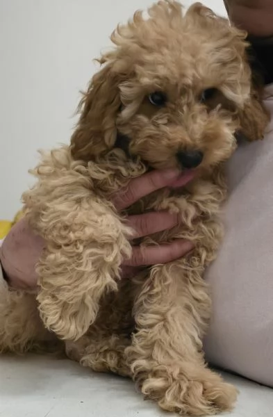 Barboncini fulvi  | Foto 3