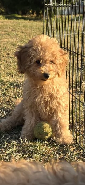 Barboncini fulvi  | Foto 2