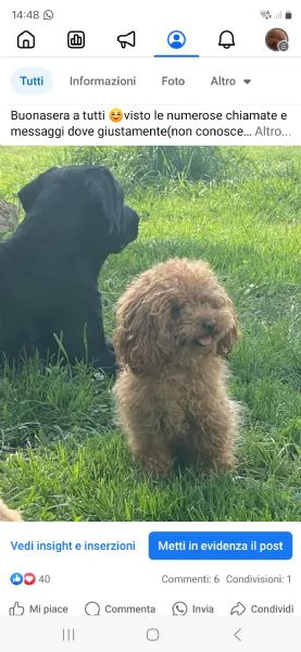 Barboncini fulvi  | Foto 1