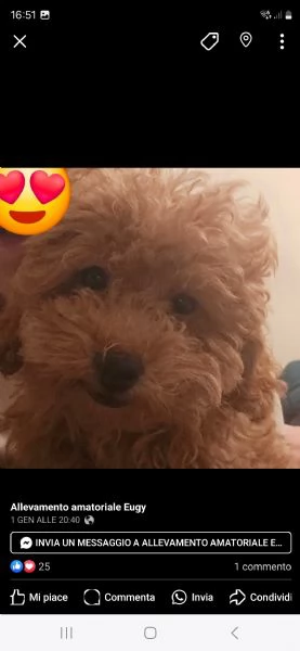 Barboncini fulvi  | Foto 0