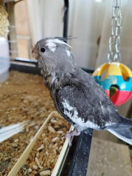 PULLI CALOPSITE ALLEVATI A MANO | Foto 4