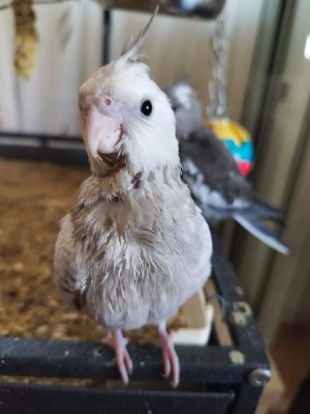 PULLI CALOPSITE ALLEVATI A MANO | Foto 3