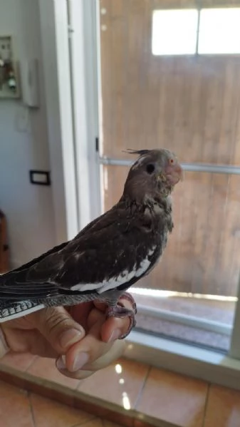 PULLI CALOPSITE ALLEVATI A MANO | Foto 2