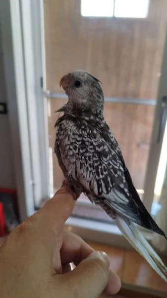 PULLI CALOPSITE ALLEVATI A MANO | Foto 1