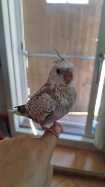 PULLI CALOPSITE ALLEVATI A MANO