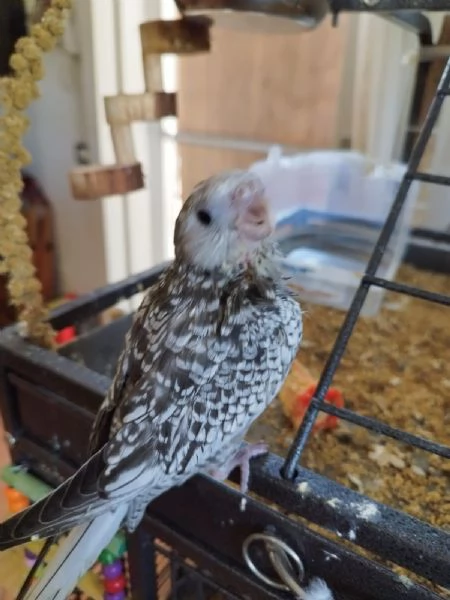 PULLI CALOPSITE ALLEVATI A MANO | Foto 0