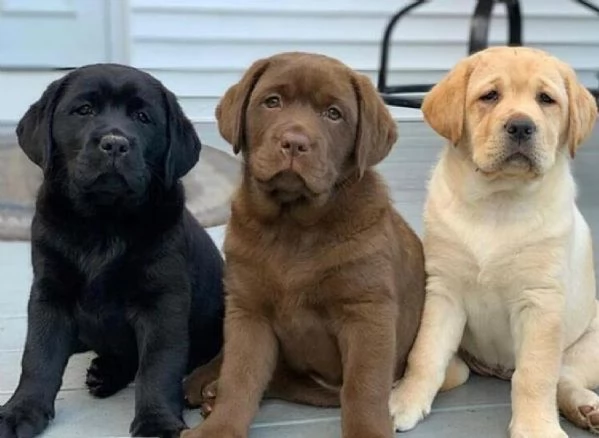 Cuccioli di Labrador Retriever in adozione