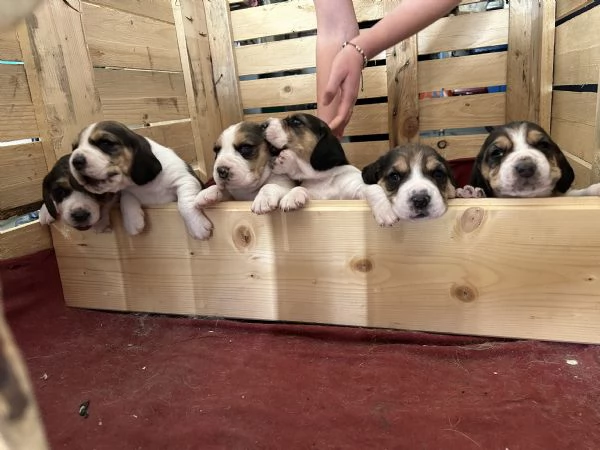 Cuccioli di beagle 
