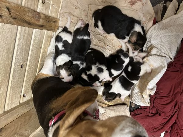 Cuccioli di beagle  | Foto 3