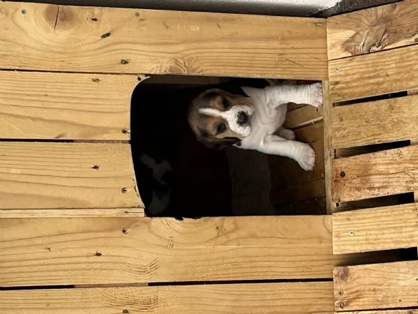 Cuccioli di beagle  | Foto 2