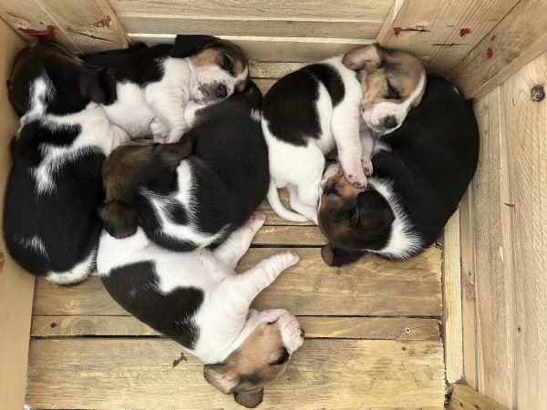 Cuccioli di beagle  | Foto 1