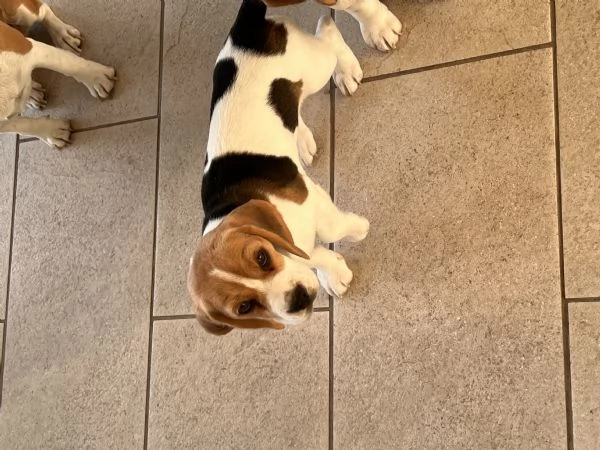 Cucciolo di Beagle