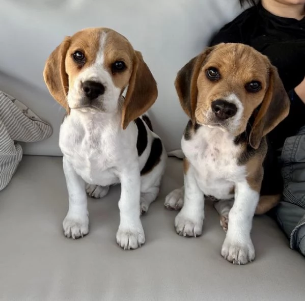 Cucciolo di Beagle | Foto 2