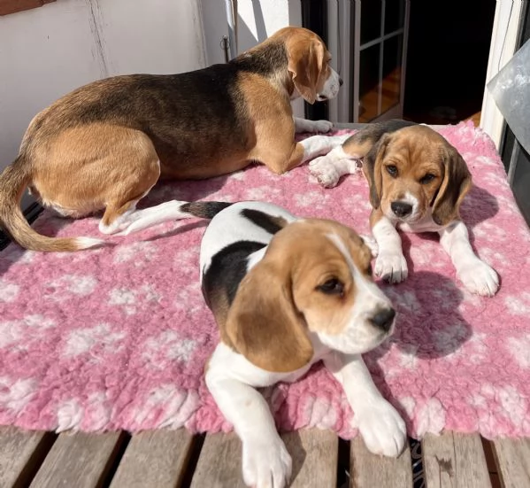 Cucciolo di Beagle | Foto 1