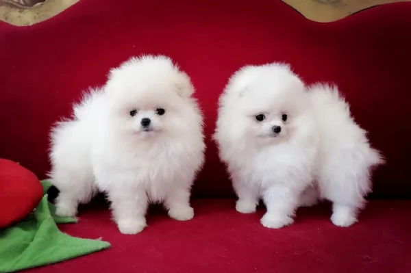 regalo pomeranian toy  | Foto 0