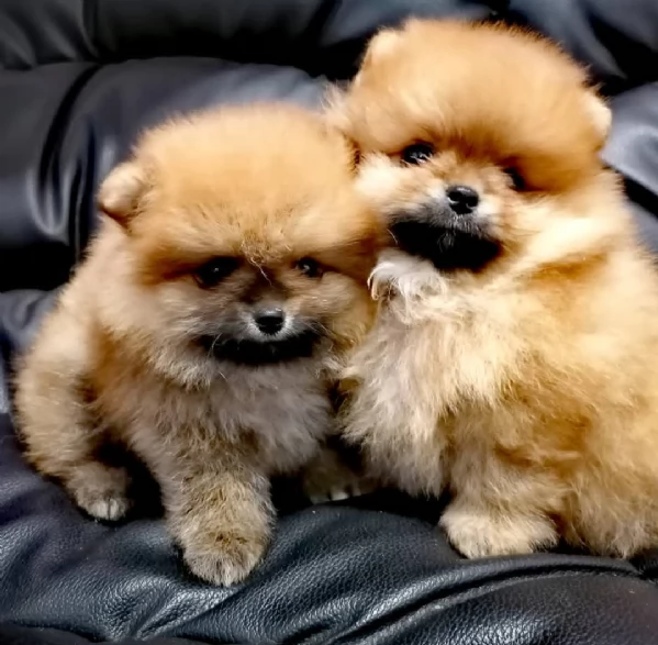 regalo pomeranian toy 