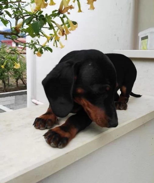 maschio e femmina bassotto nano