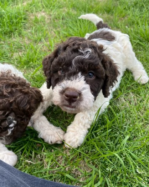 lagotto romagnolo maschio e femmina