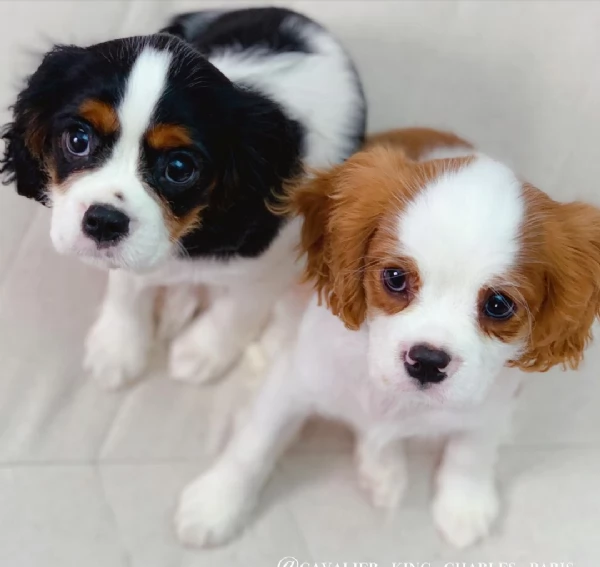 maschio e femmina cavalier kind charles