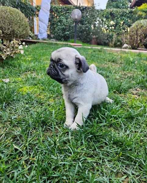 disponibili  | Foto 0