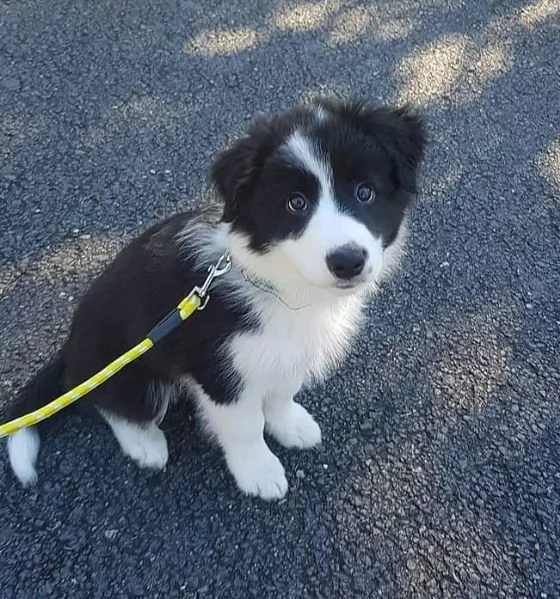 Cane border collie di taglia media in adozione maschio e femmina | Foto 0