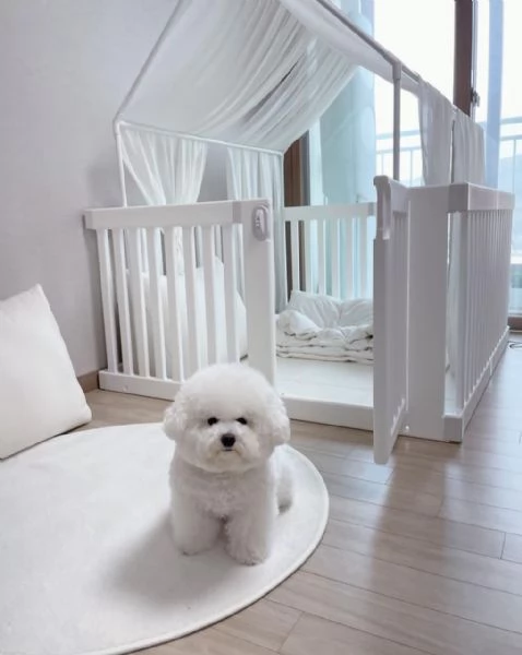 Maschio e femmina Bichon disponibili | Foto 0