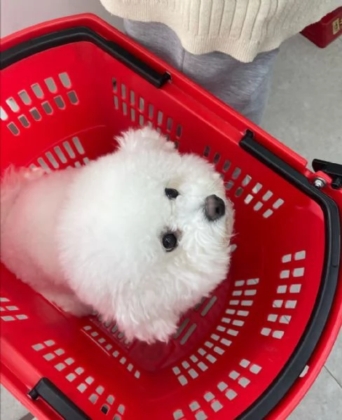 Maschio e femmina Bichon disponibili