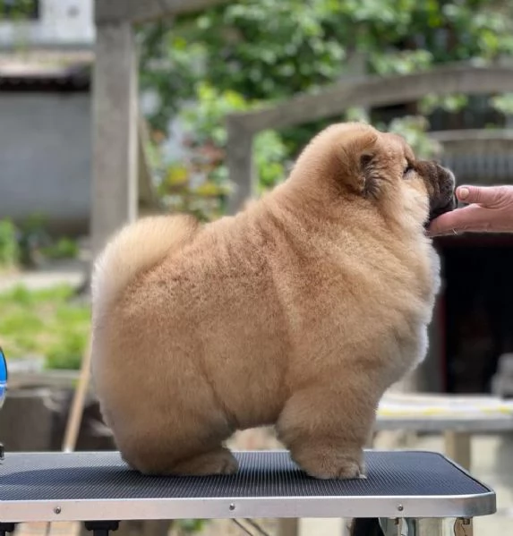 Chow chow disponibili maschio e femmina 2 | Foto 0