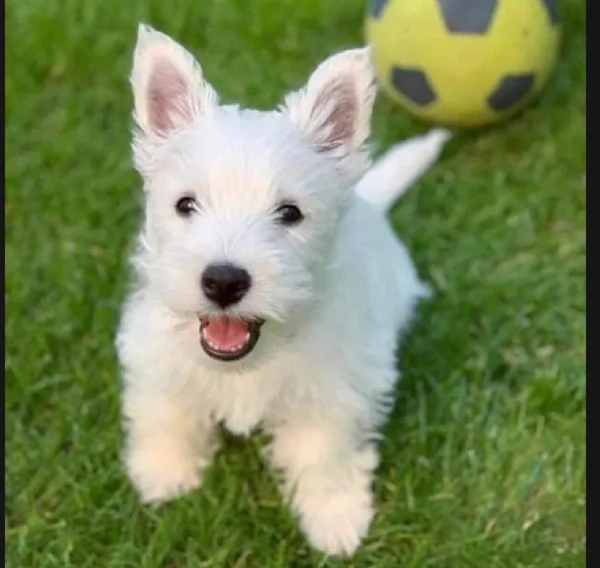 West highlander terrer | Foto 0