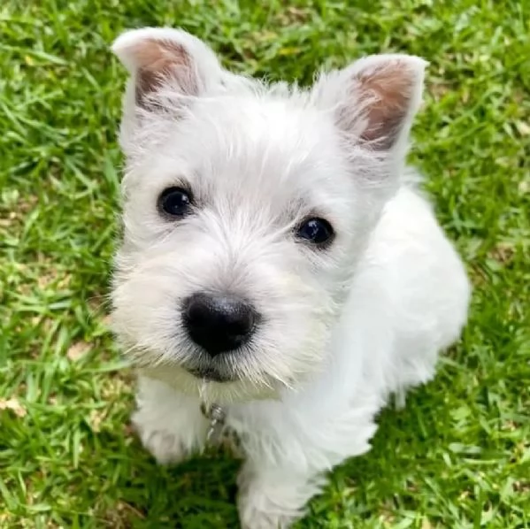 West highlander terrer